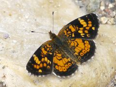 Phyciodes batesii