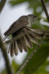 Cacomantis sonneratii