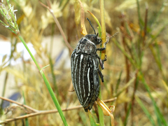 Julodis