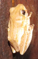 Hyperolius marmoratus taeniatus