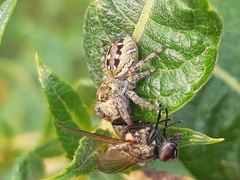 Dendryphantes