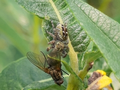 Dendryphantes