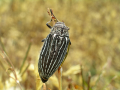 Julodis