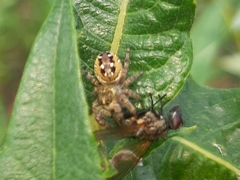 Dendryphantes