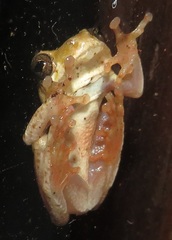 Hyperolius marmoratus taeniatus