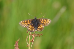 Melitaea parthenoides