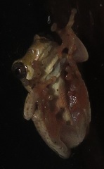 Hyperolius marmoratus taeniatus