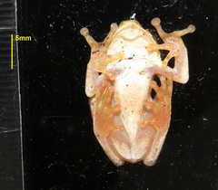 Hyperolius marmoratus taeniatus