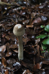 Chlorophyllum rhacodes