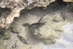 Istiblennius zebra