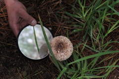 Chlorophyllum rhacodes