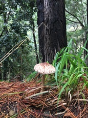 Chlorophyllum rhacodes