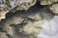 Istiblennius zebra