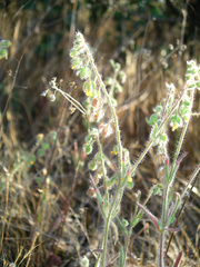 Tuberaria macrosepala