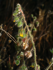 Tuberaria macrosepala