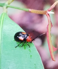 Arcastes biplagiata