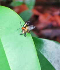 Arcastes biplagiata