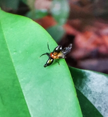 Arcastes biplagiata