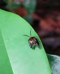 Arcastes biplagiata