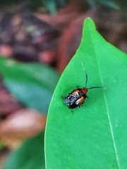 Arcastes biplagiata