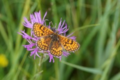 Melitaea parthenoides