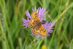 Melitaea parthenoides