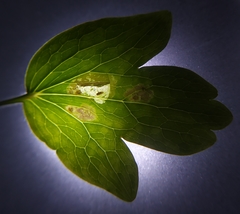Phytomyza aquilegiae