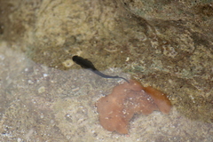 Istiblennius zebra
