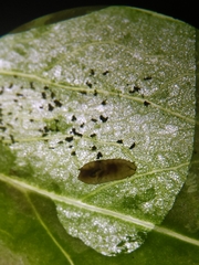 Phytomyza aquilegiae