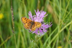 Melitaea parthenoides