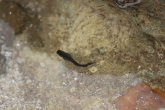 Istiblennius zebra