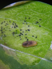 Phytomyza aquilegiae