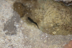 Istiblennius zebra