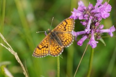 Melitaea parthenoides