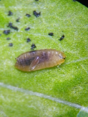 Phytomyza aquilegiae