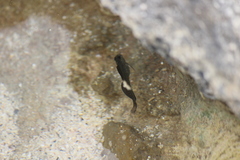 Istiblennius zebra