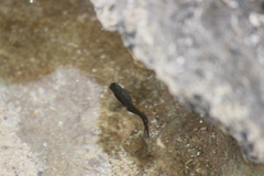 Istiblennius zebra