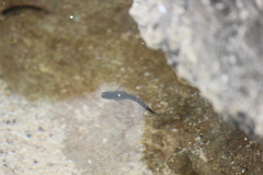 Istiblennius zebra