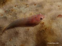 Cochleoceps bicolor