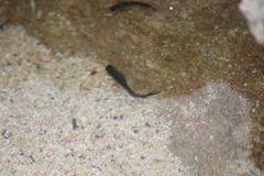 Istiblennius zebra
