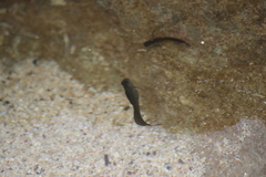 Istiblennius zebra
