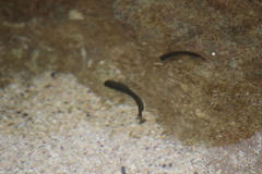 Istiblennius zebra