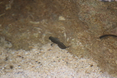Istiblennius zebra