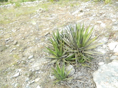 Agave ghiesbreghtii