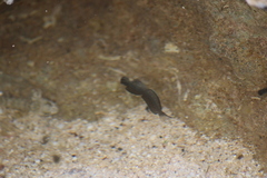 Istiblennius zebra
