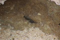 Istiblennius zebra