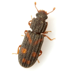 Bitoma quadriguttata