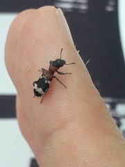 Thanasimus formicarius
