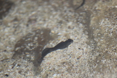 Istiblennius zebra