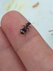 Thanasimus formicarius